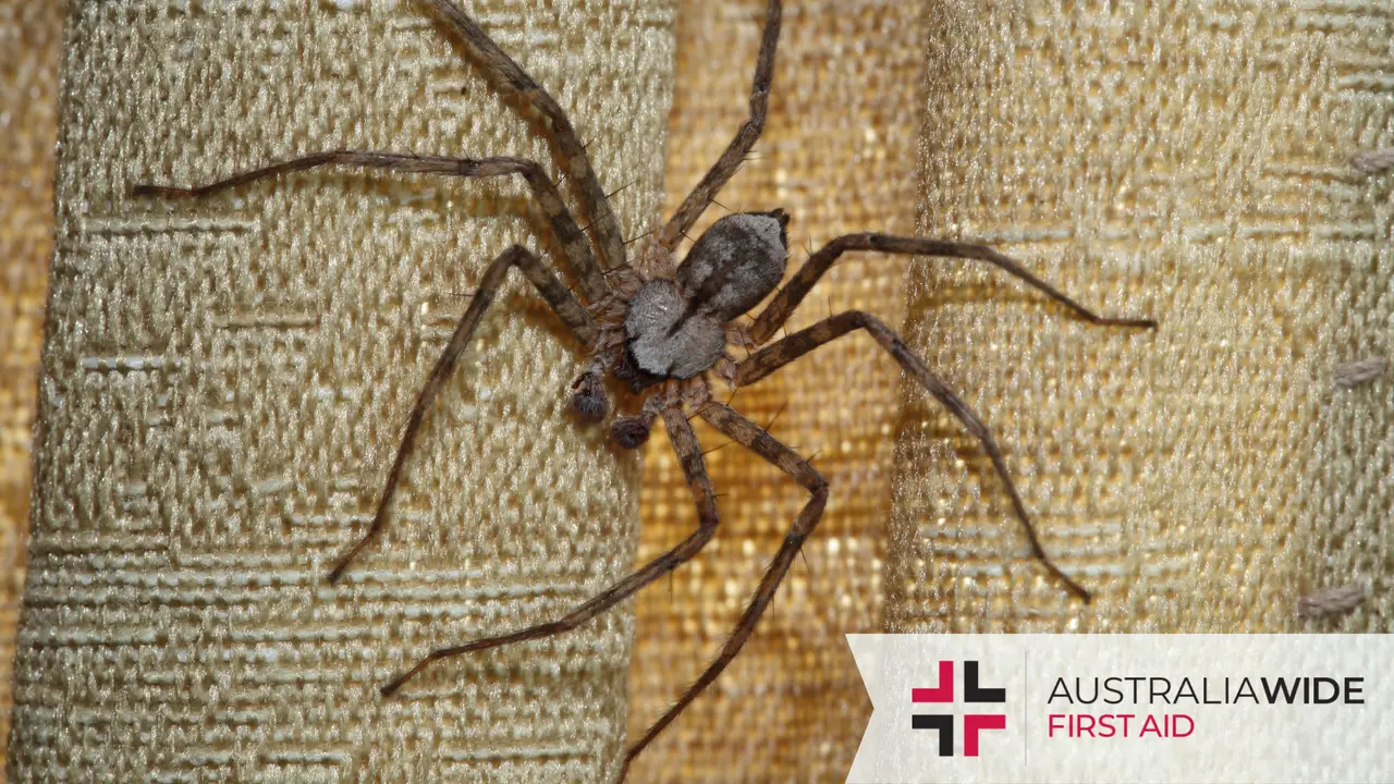 Spiders in Tasmania