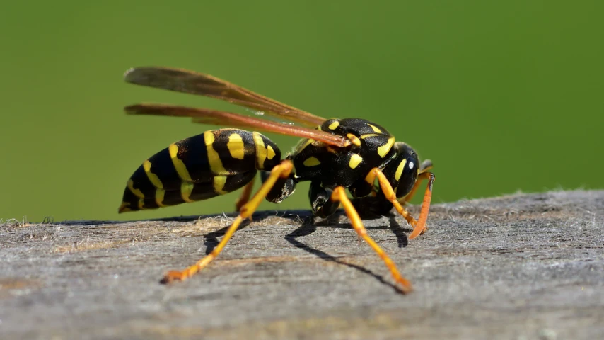 European wasp Vespula germanica