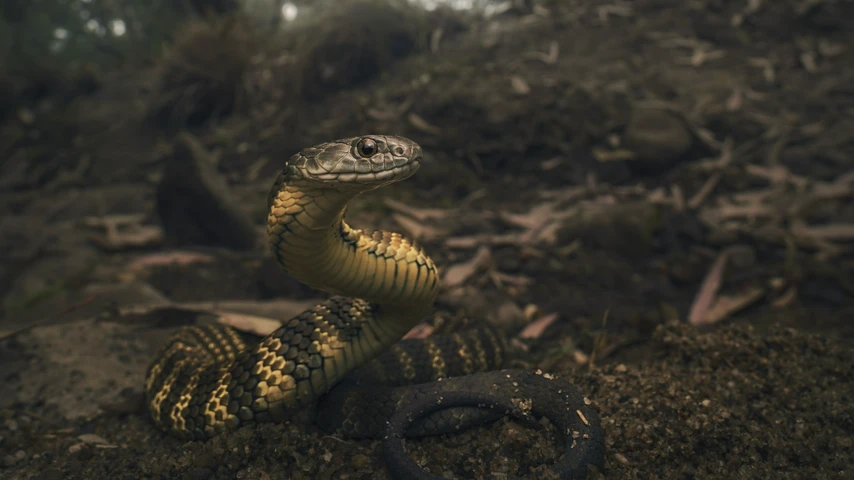 Tiger Snake Perched on a River Bank